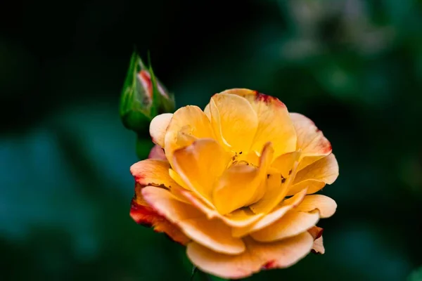 在朦胧的背景下 一朵盛开的黄色玫瑰的特写 — 图库照片