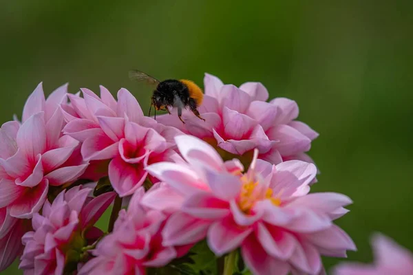 stock image A beautiful closeup of a bee collecting nectar from pink dahila flowers