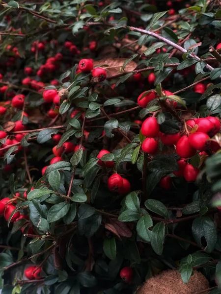 Vörös Bogyók Egy Növényen — Stock Fotó