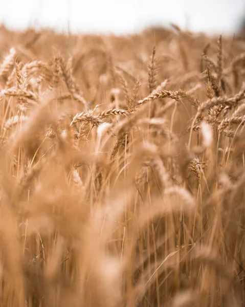 Селективный Фокус Пшеничного Поля — стоковое фото