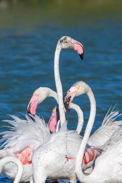 Vertical Shot Four Greater Flamingos Lake — Stock Photo, Image