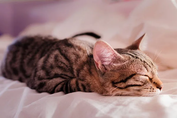 Closeup Adorable Little Tabby Cat Sleeping Comfortably White Sheets — Stock Photo, Image