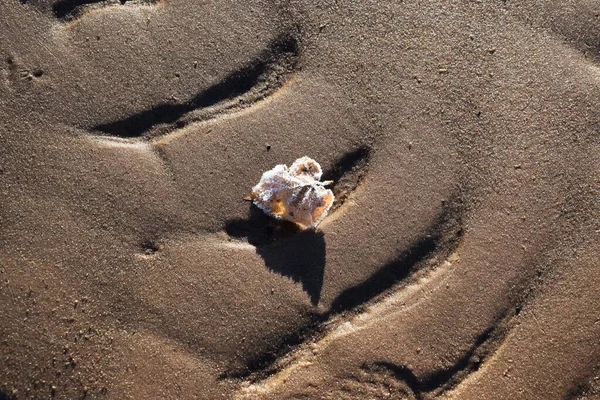 Ein Mattiertes Blatt Das Sonnenlicht Auf Nassem Sand Glitzert — Stockfoto
