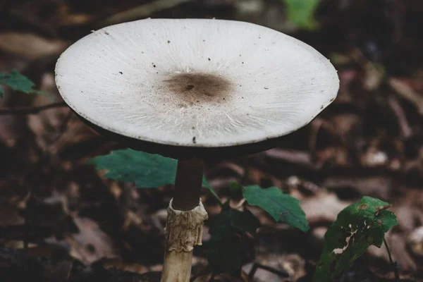 Agaricus Bisporus Mushroom Growing Rainforest — Stock Photo, Image