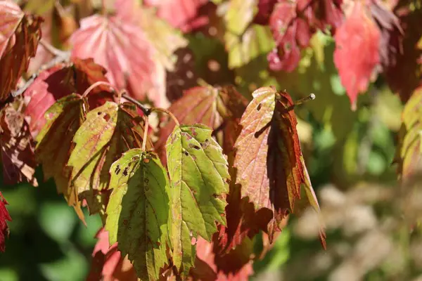 Folhas Vermelhas Uma Árvore Floresta Outono Dia Ensolarado — Fotografia de Stock