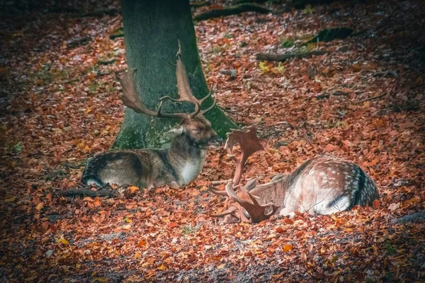Couple Males European Fallow Resting Fallen Autumn Leaves Ground Woods — Stock Photo, Image
