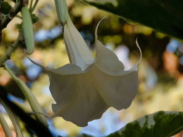 Brugmansia Арборея Цветы Солнечный День — стоковое фото