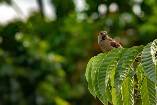 木の緑の枝に垂れた雀のクローズアップ — ストック写真