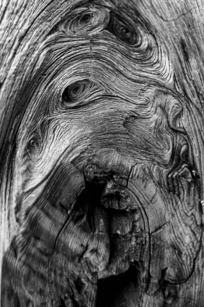 Closeup Monocromático Tronco Árvore Tiro Vertical — Fotografia de Stock