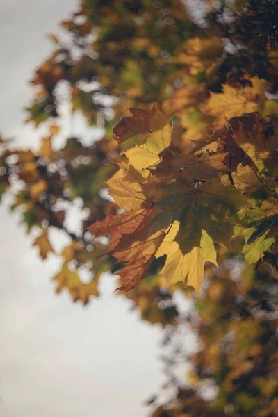 Foco Seletivo Folhas Árvore Outono — Fotografia de Stock