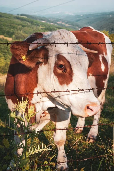 A vertical shot of cow in a farm in Jelova Gora, Serbia