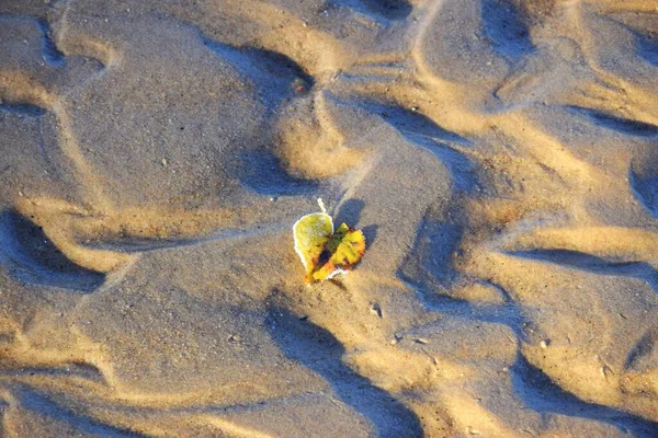 棕色的普通土壤表面上的黄枫叶 — 图库照片