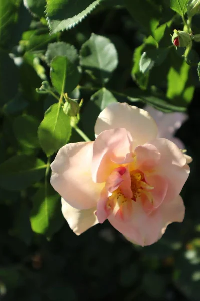 Górny Widok Róży Ogrodowej Kwitnącej Ogrodzie Słoneczny Dzień Rozmytym Zielonym — Zdjęcie stockowe