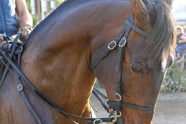 Nahaufnahme Eines Braunen Pferdes Auf Der Nationalen Pferdemesse 2022 Golega — Stockfoto