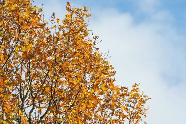 Sonbaharda Portakal Meşesi Yaprakları — Stok fotoğraf