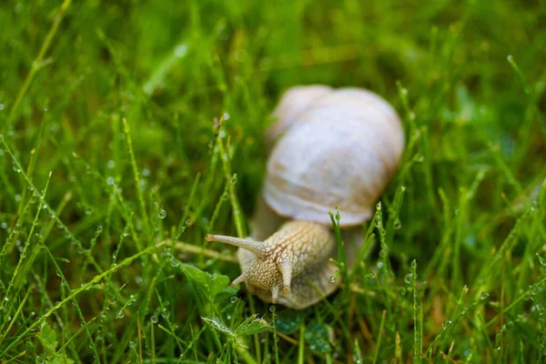 一只褐色蜗牛爬行在草地上的特写镜头 — 图库照片