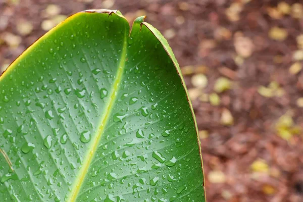 Macro Shot Wet Strelitzia Nicolai Leaf Foliage — Stock Photo, Image