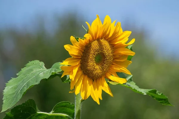 Velká Žlutá Slunečnice Plném Květu — Stock fotografie