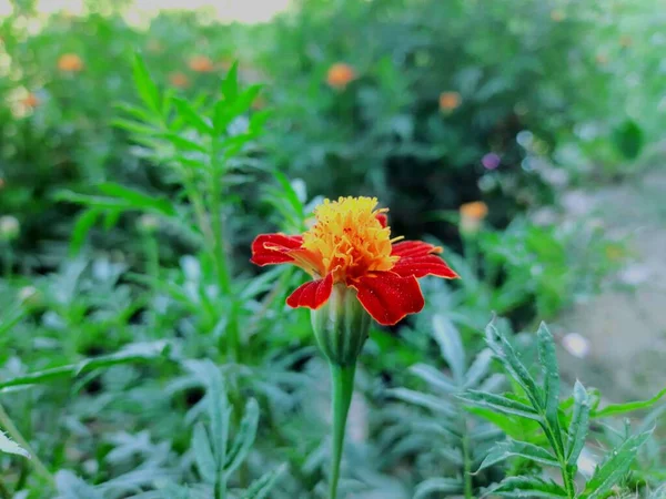 Μια Όμορφη Marigold Στον Κήπο — Φωτογραφία Αρχείου