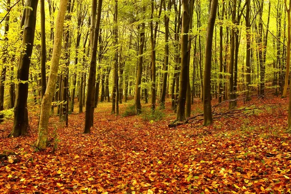 Мальовничий Вид Вічнозелені Дерева Оточені Опалим Осіннім Листям Осінньому Лісі — стокове фото
