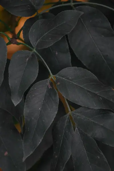 Вертикальный Крупный План Темно Зеленых Листьев Растения — стоковое фото