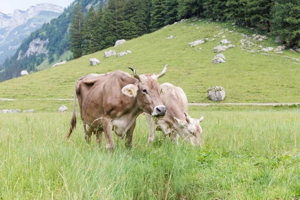 Herd Cattle Grazing Rural Field Appenzell Switzerland — Stock Photo, Image