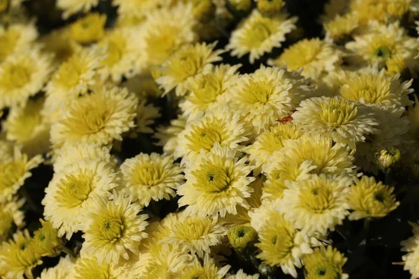 Kis Sárga Krizantém Virágok — Stock Fotó