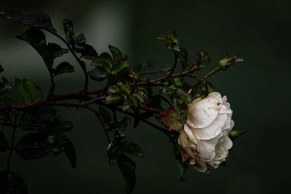 背景がぼやけている茎を持つ白いローザ 偉大な乙女の赤面 の側面の閉鎖 — ストック写真