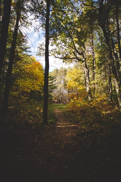 Plano Vertical Hermoso Bosque Ontario Canadá — Foto de Stock