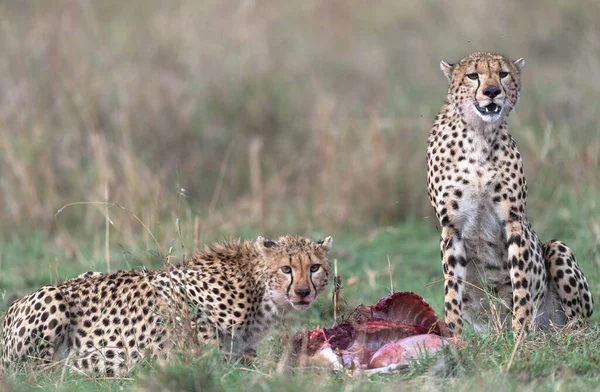 Cheetahs Masaimara Captured Last Trip Masaimara — Stock Photo, Image