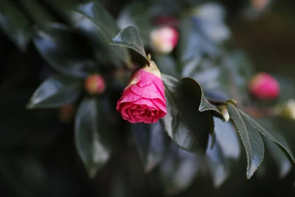 Primo Piano Fiori Rosa Fiore — Foto Stock