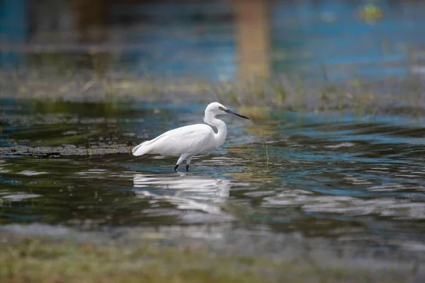Selective Focus Shot Little Egret Standing Water Daylight — Stock Photo, Image