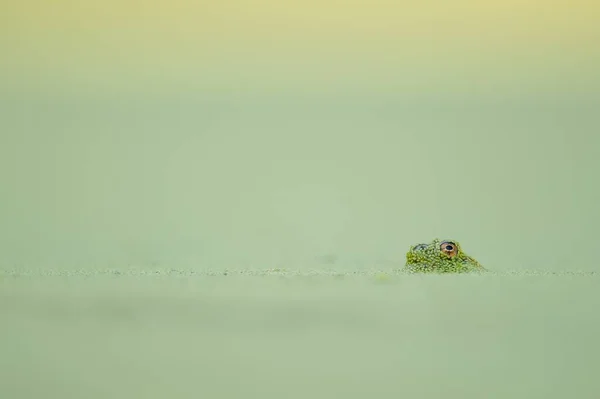 Sudan Gözetleyen Bir Kertenkelenin Yeşil Gözü — Stok fotoğraf