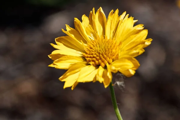 Ένα Κοντινό Πλάνο Του Κίτρινου Gaillardia Λουλούδι Κουβέρτα Που Αναπτύσσεται — Φωτογραφία Αρχείου