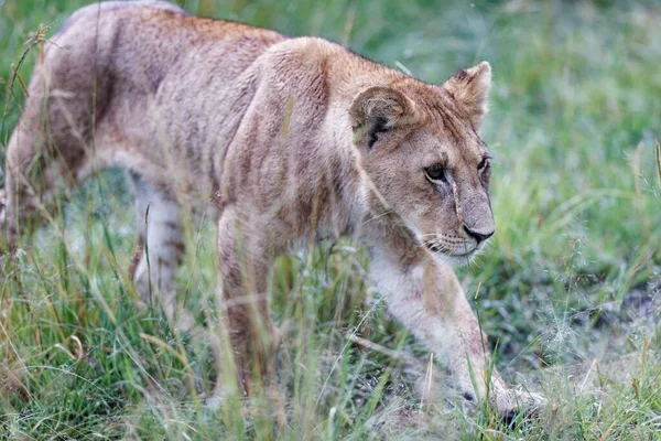 A closeup shot of a cute lion cub walking through grass on a field in Masai Mara, Kenya