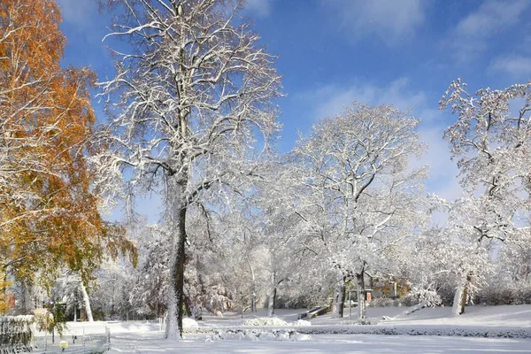 Árvores Cobertas Neve Parque Local Dia Ensolarado Inverno Contra Céu — Fotografia de Stock