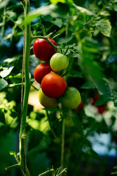 ブドウの上に熟したトマトと熟れていないトマトの垂直閉鎖 — ストック写真