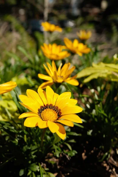Hermosas Flores Linearis Gazania Creciendo Campo Durante Amanecer —  Fotos de Stock