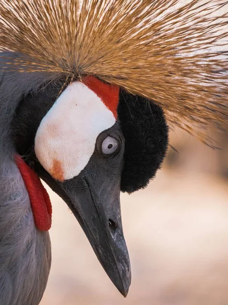 Detailní Záběr Jeřábu Černou Korunou Kolumbijské Ptačí Svatyni — Stock fotografie