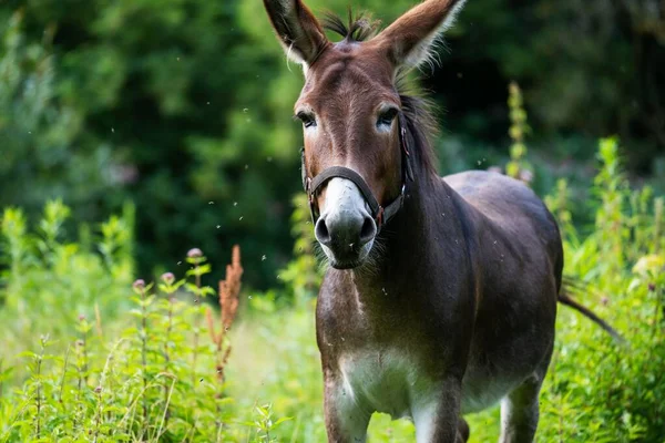 Brown Irish Donkey Closeup Background Greenery — Stock Photo, Image