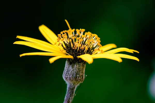 Sarı Bir Ragwort Çiçeğinin Yakın Çekimi — Stok fotoğraf
