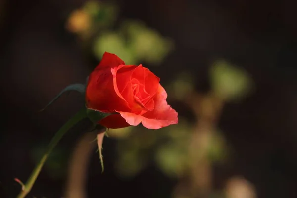 Egy Vörös Rózsa Közelsége Zöld Kertben — Stock Fotó