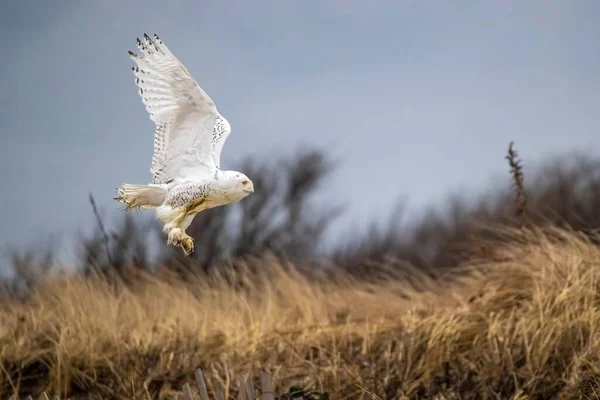乾いた草の上を飛ぶ雪のフクロウ — ストック写真