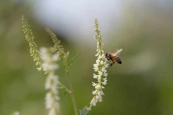 Honungsbin Pollinerar Vit Sötklöver — Stockfoto