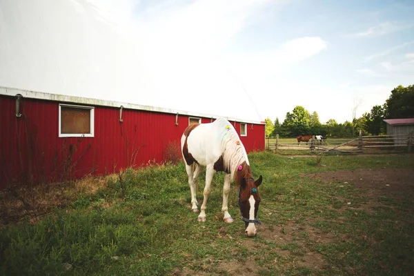 Cute Grazing Horse Stable Ontario Canada Blurred Background — Stock Photo, Image