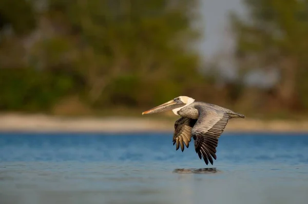 Shallow Focus Shot Flying Brown Pelican — Stock Photo, Image