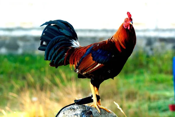 Beautiful Shot Colorful Cock Red Crest Crowing Stone Green Field — Stock Photo, Image