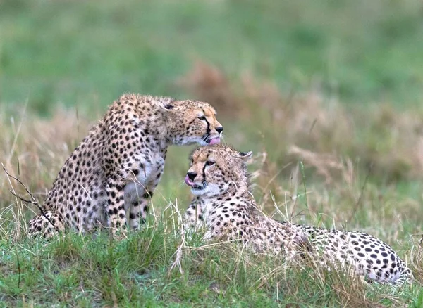 Cheetahs Masaimara Fångas Min Senaste Resa Till Masaimara — Stockfoto