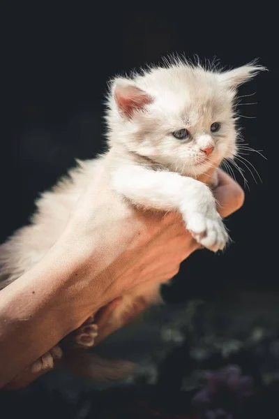 Eine Ragdoll Katze Die Von Einer Menschenhand Mit Dunklem Unscharfem — Stockfoto