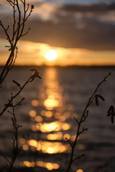 Eine Nahaufnahme Wachsender Pflanzen Hintergrund Des Meeres Bei Sonnenuntergang — Stockfoto